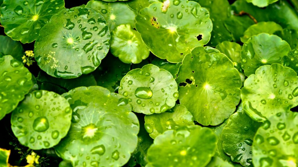 centella asiatica